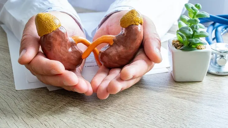Insuficiência renal crónica: o que é, os sintomas, as causas e prevenção