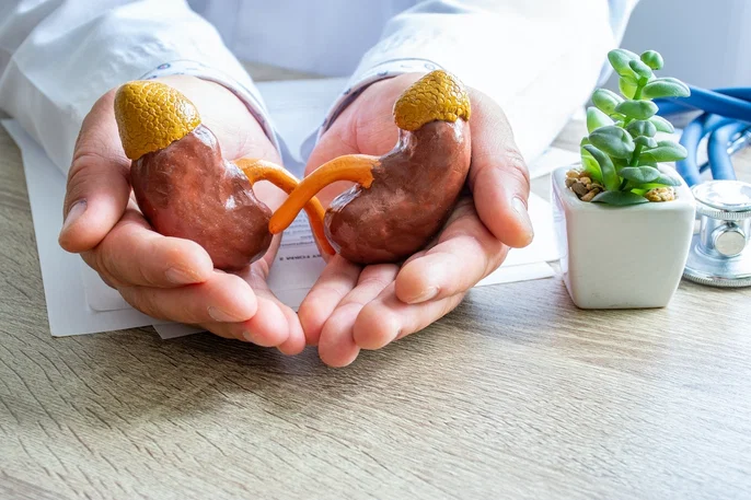 Insuficiência renal crónica: o que é, os sintomas, as causas e prevenção