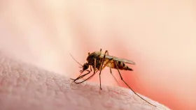 A malária é uma doença infecsiosa grave causada por parasita do gênero
