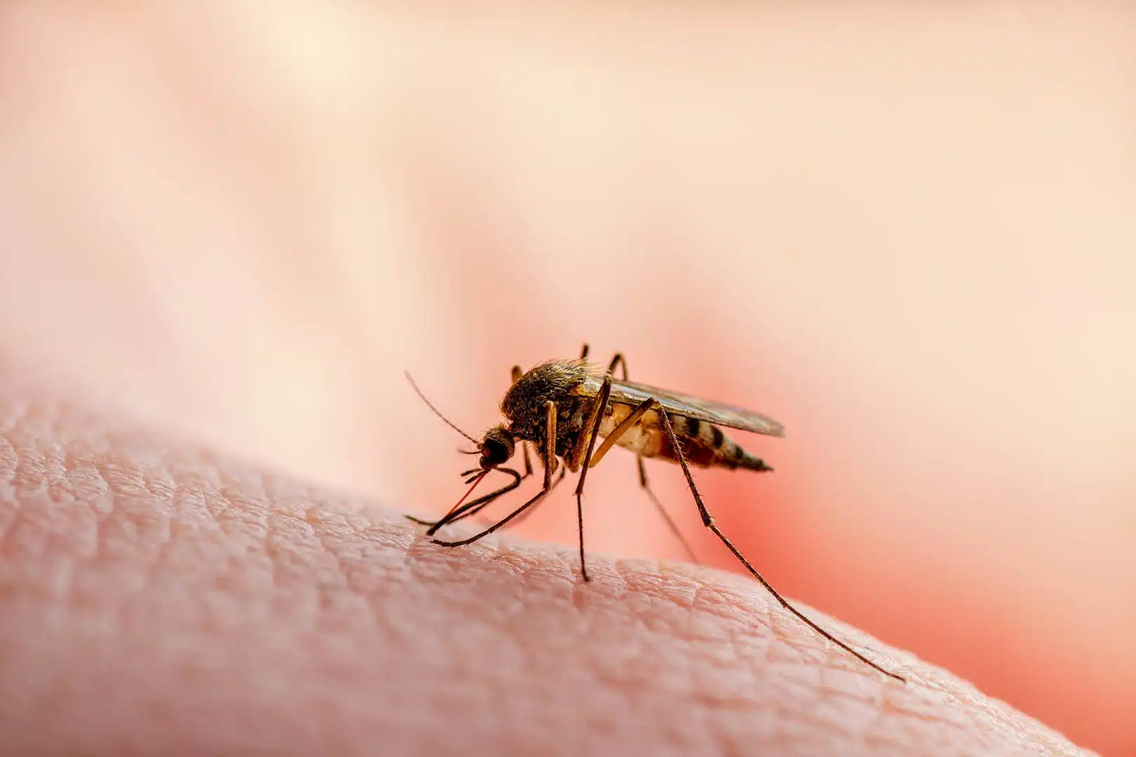 A malária doença infecciosa grave causada por parasitas do gênero plasmodio